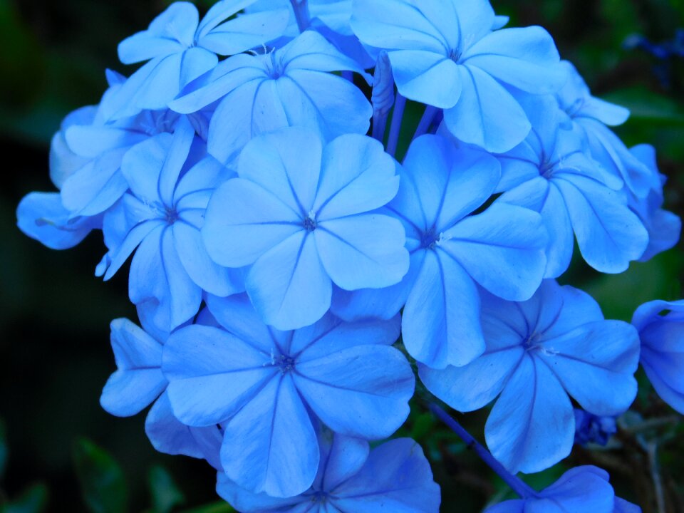 Plants nature petals