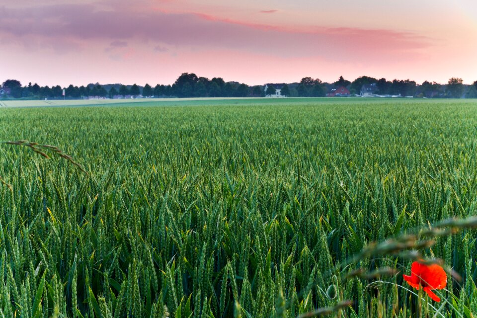 Summer cereals agriculture