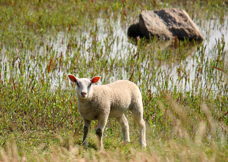 Sheep country natural