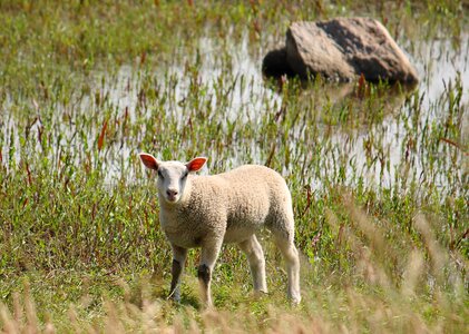 Sheep country natural