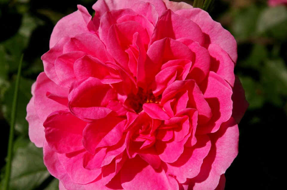 Rose garden blossom bloom