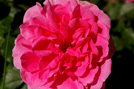 Rose garden blossom bloom photo