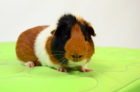 Animal portrait rodent