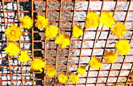 Daisies rusty metal grid rough concrete