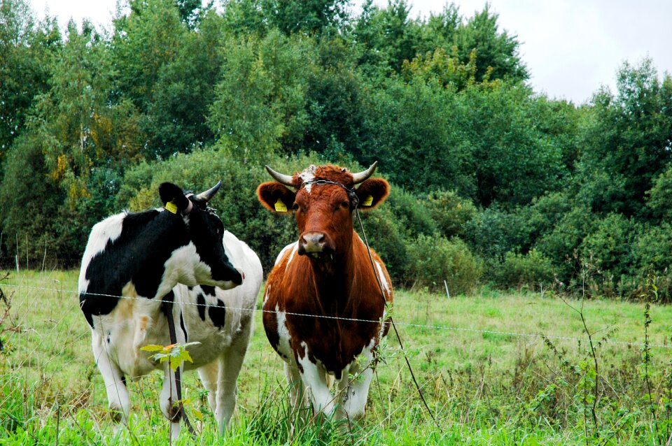 Animal green milk