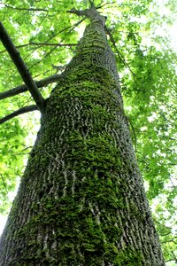 Tall tree bark tree bark