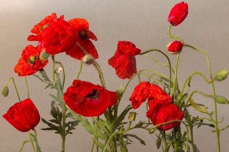 Poppy red red poppy