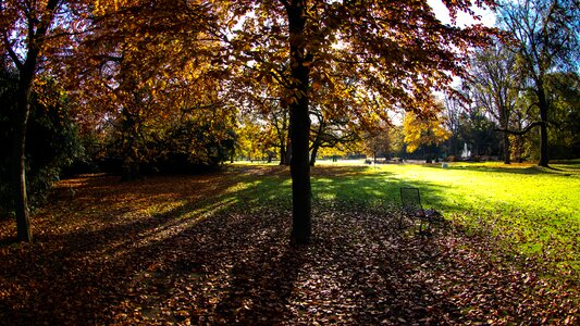 Trees fall color light