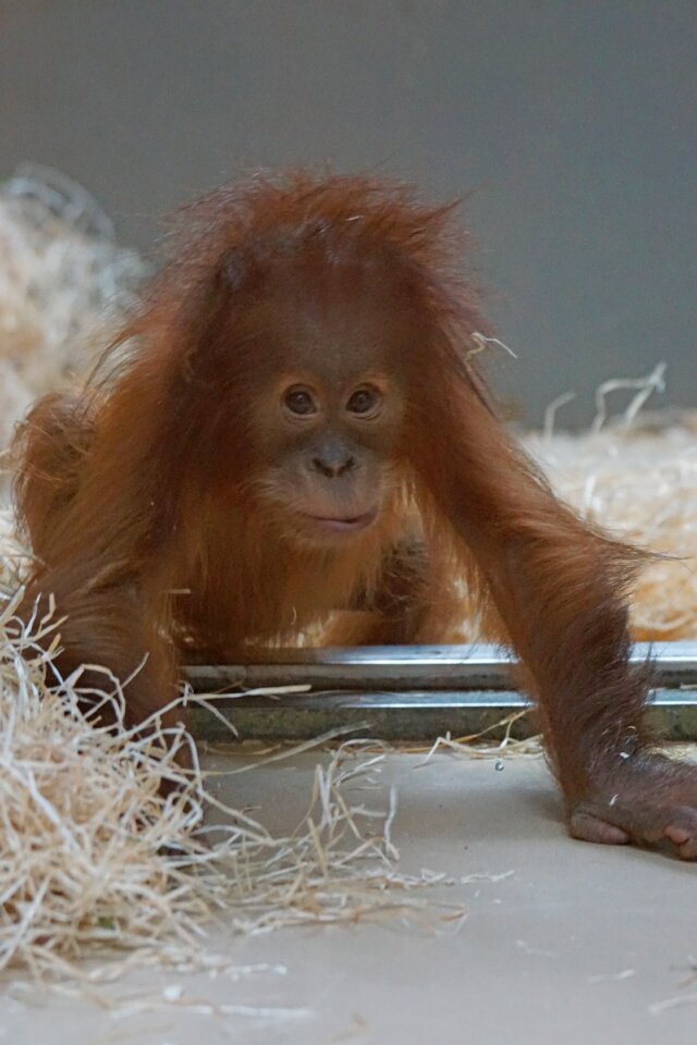 Young animal yearling old world monkey