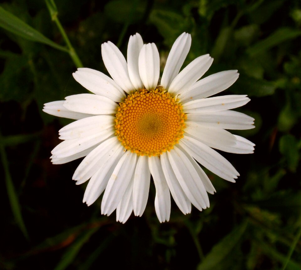 Flower white nature