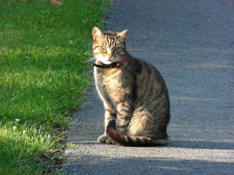 Companion animal feline