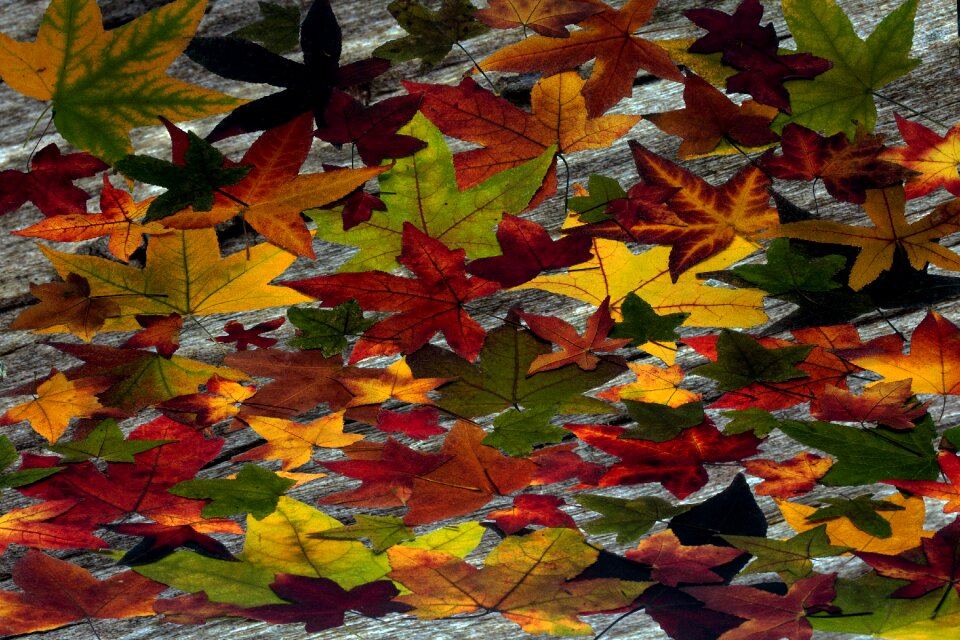 Colorful background fall foliage