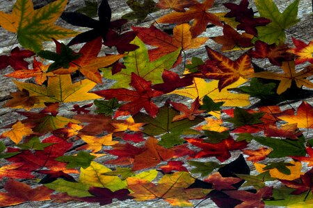 Colorful background fall foliage