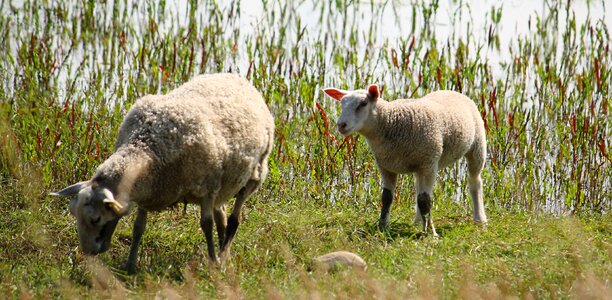 Sheep country natural