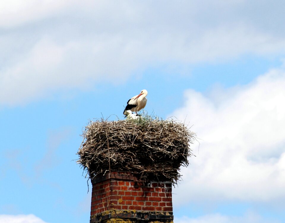 Storks mountain husen stork village