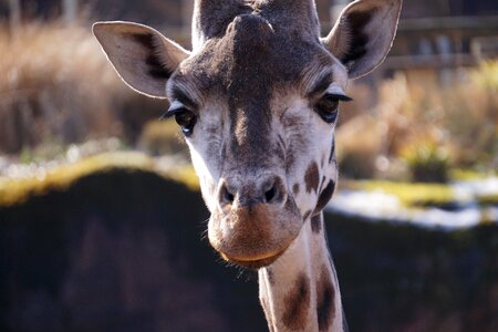 Head neck animal photo