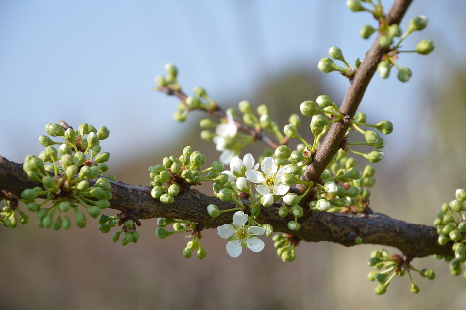 Bloom green white