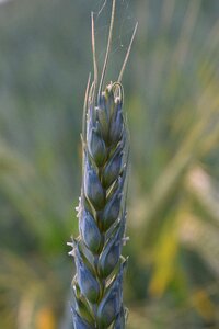 Cereals ear nature