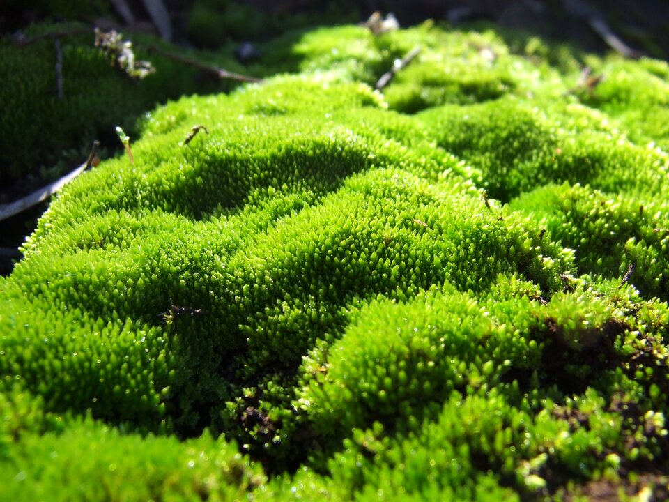 Macro natural forest