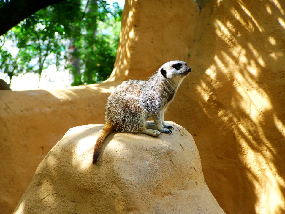 Meerkat mammal zoo