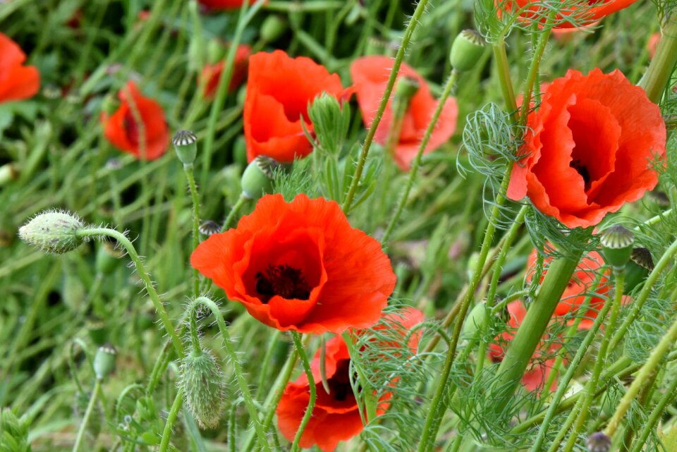 Meadow field flower