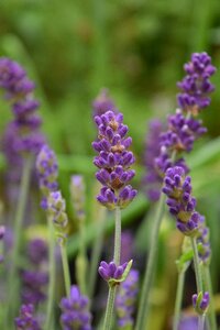 Flower nature violet photo
