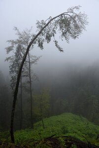 Log mystical fairy tale forest photo