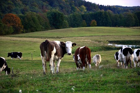 View scenery agriculture