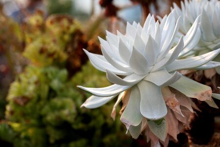 Succulent plant cactus houseleek photo