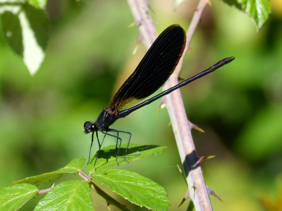 Calopteryx haemorrhoidalis beauty iridescent