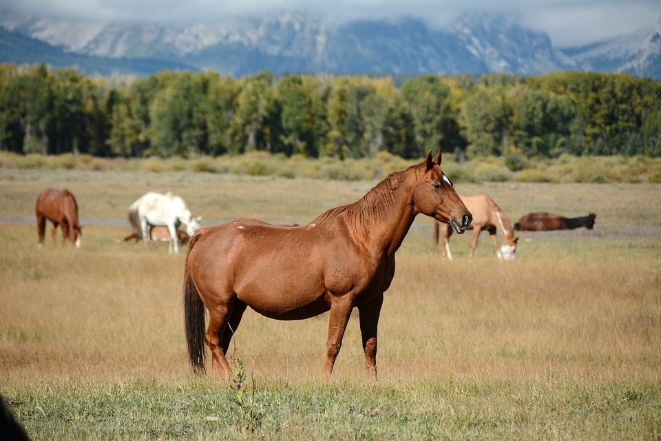 Beauty colorful wyoming