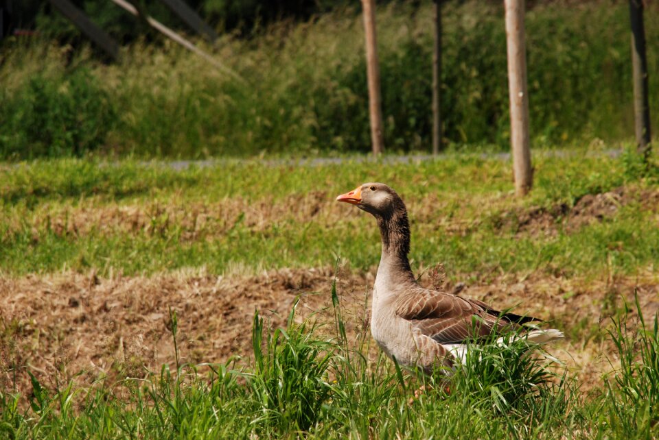 Pasture grass nature