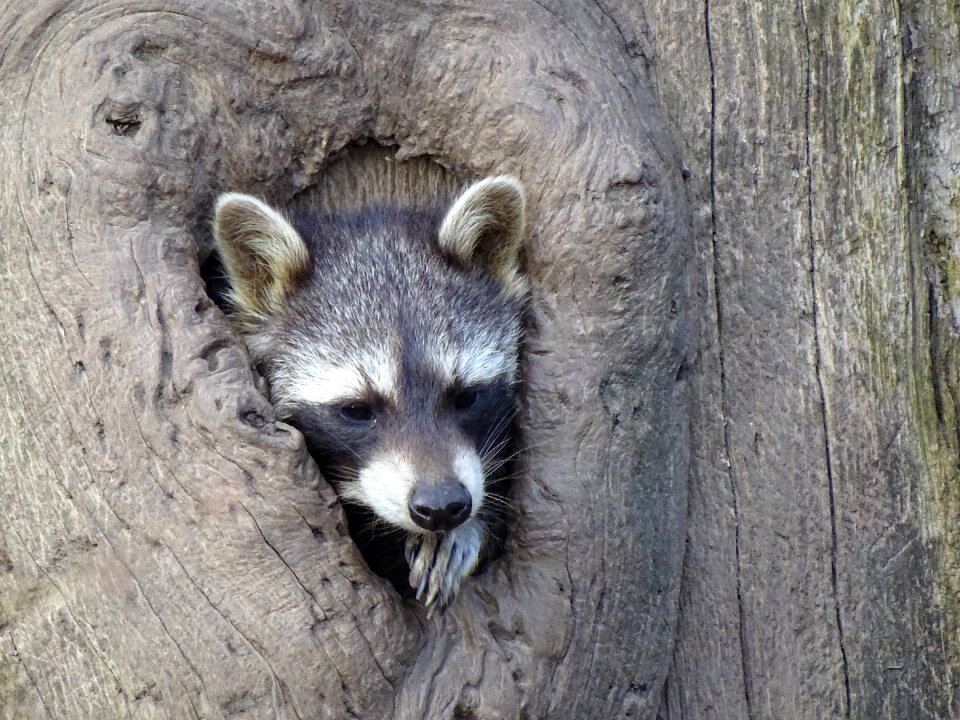 Raccoon tree stump wildlife park