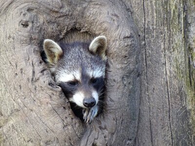 Raccoon tree stump wildlife park