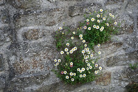 Daisies city urban