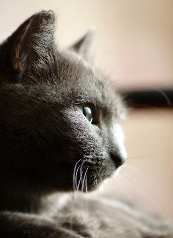 Portrait profile snout