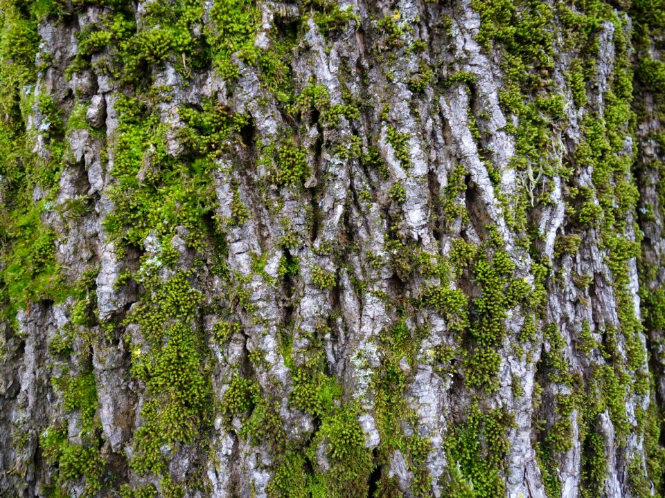 Net bark bemoost nature