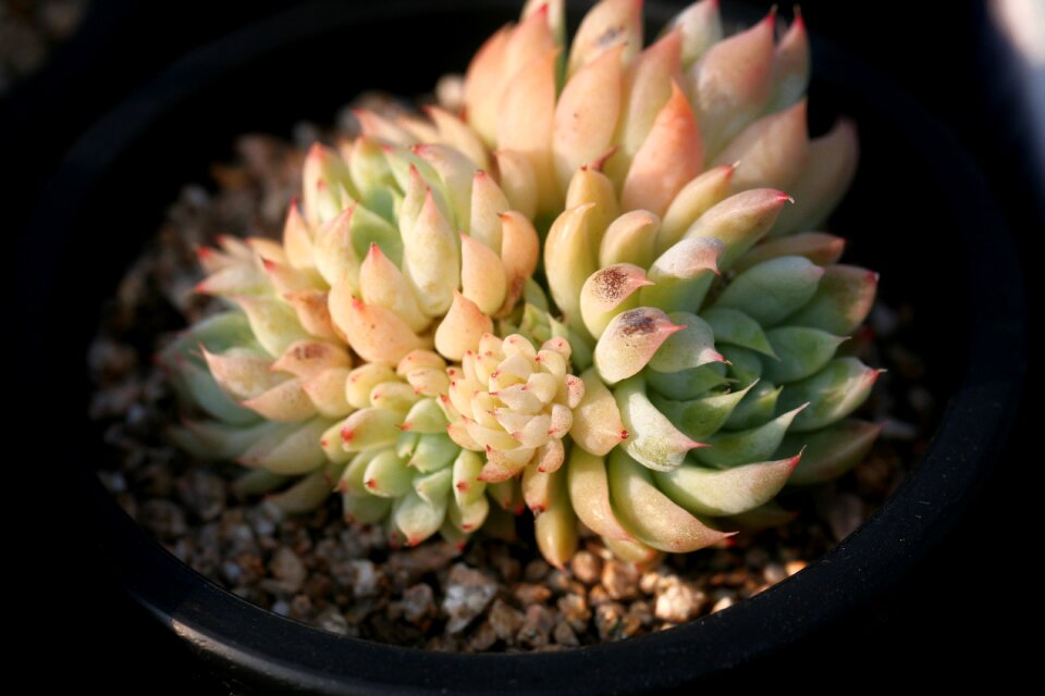 Succulent plant cactus houseleek