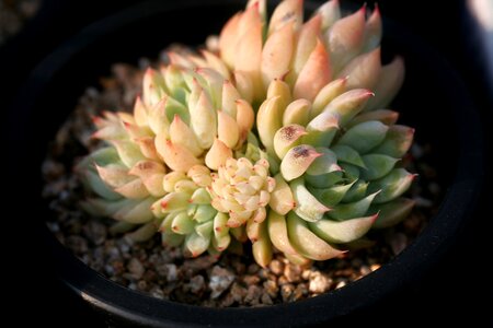 Succulent plant cactus houseleek photo