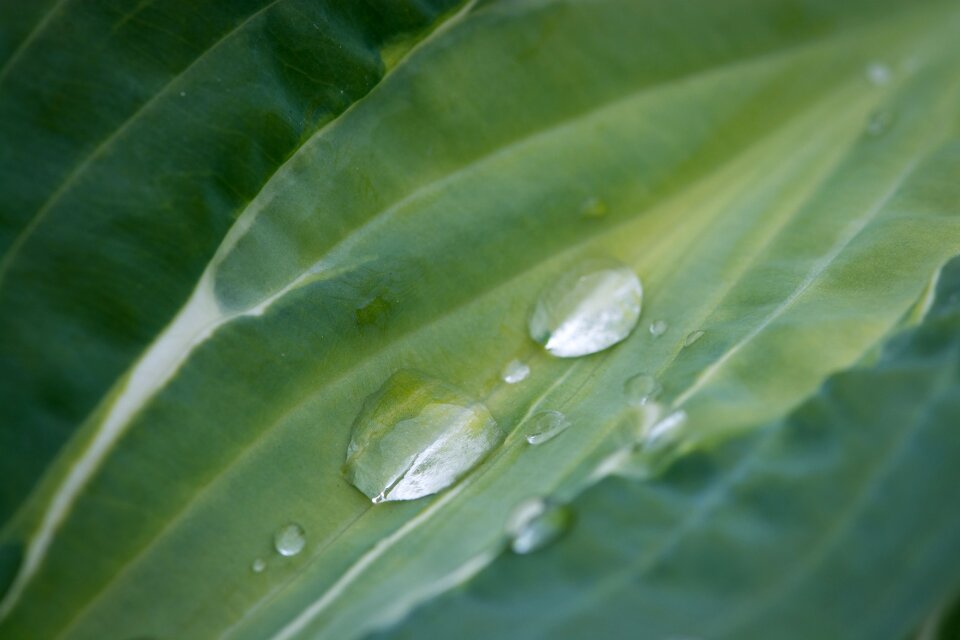 Leaf structure drop of water raindrop