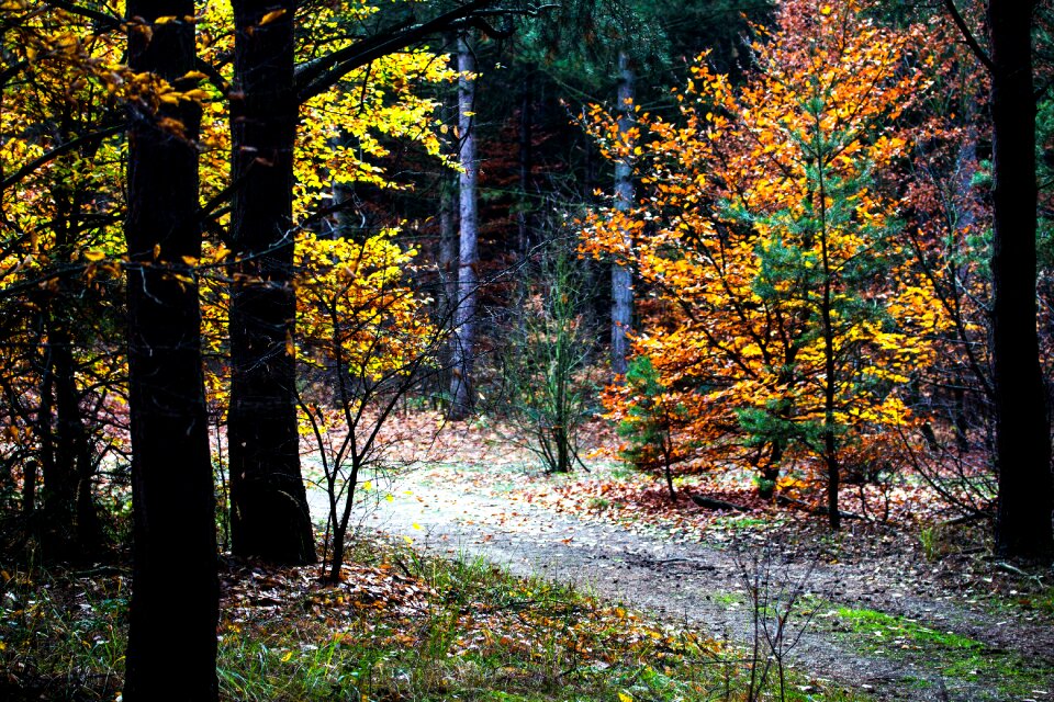 Trees fall color forest