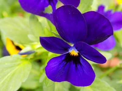 Violaceae violet pansy photo