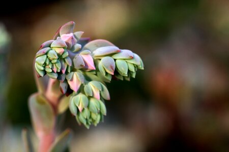 Succulent plant cactus houseleek photo