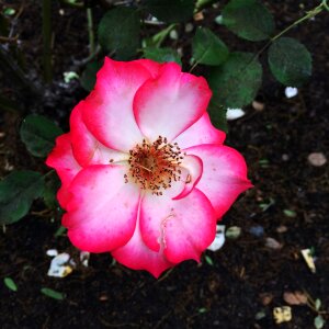 Petal pink rose leaves