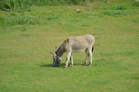 Prairie nature the farm animal