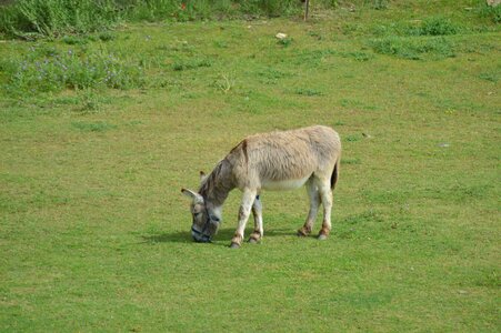 Prairie nature the farm animal photo