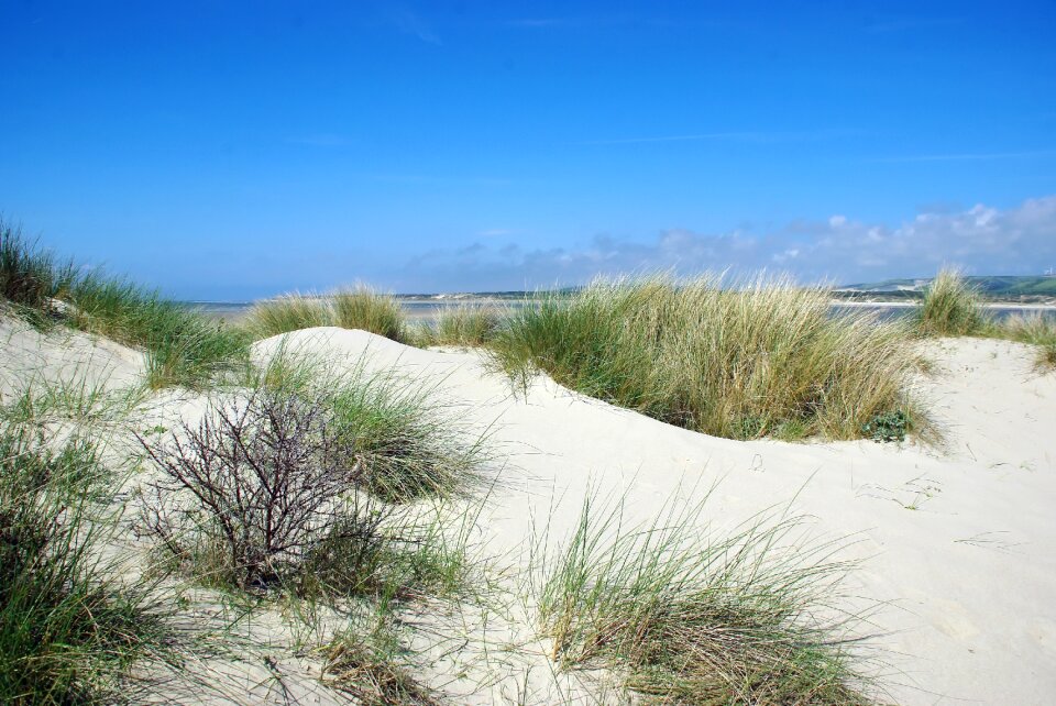 Estuary dunes oyats