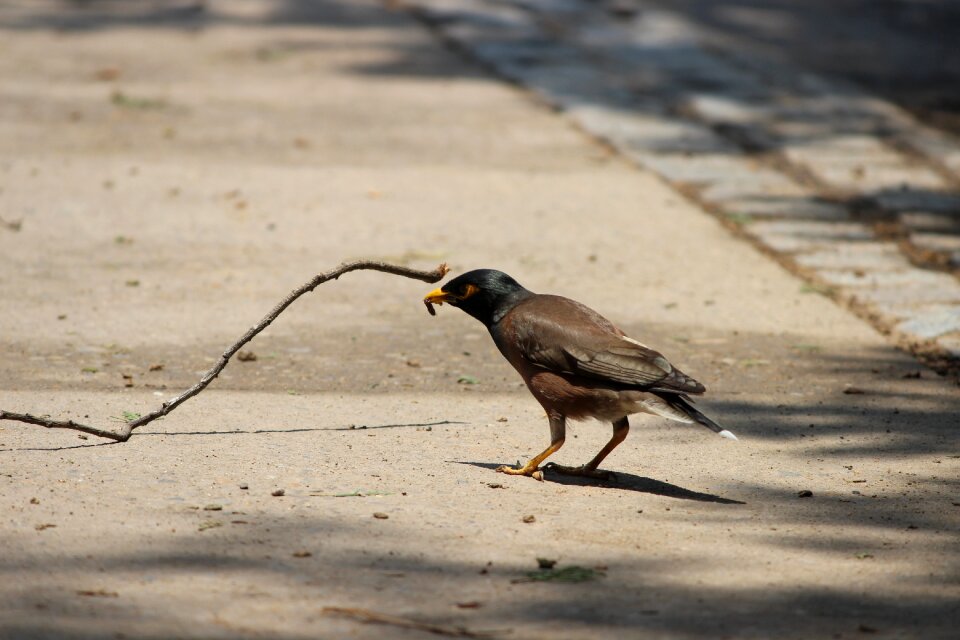 Natural wildlife meal