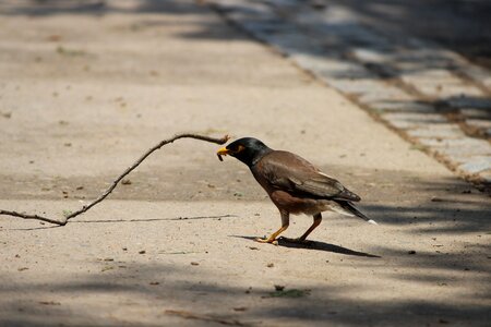Natural wildlife meal