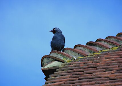 Brick sky songbird